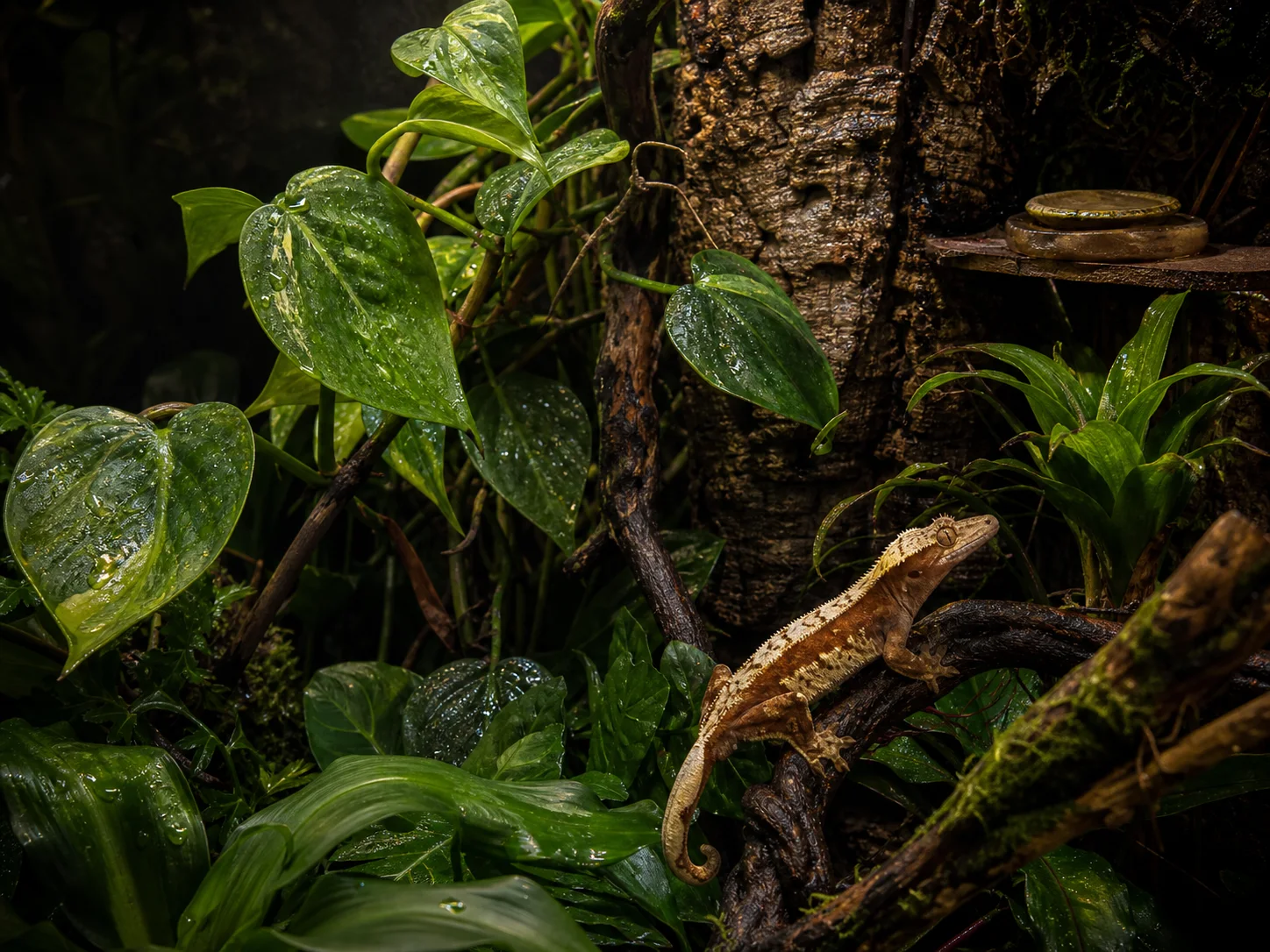 A clean, densely planted vertical crested gecko habitat