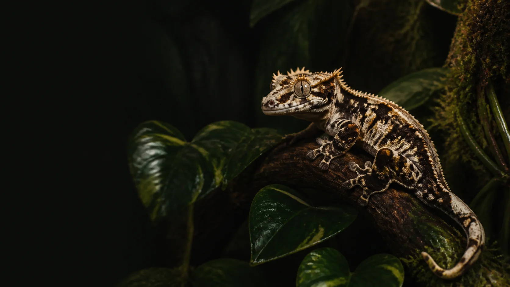 Black, cream, and copper crested gecko resting on a branch in a dark planted habitat