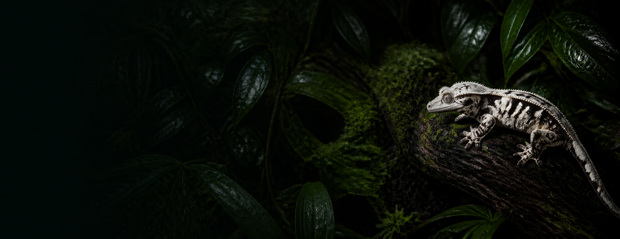 A high-coverage Lilly White crested gecko fully framed in a dark planted habitat