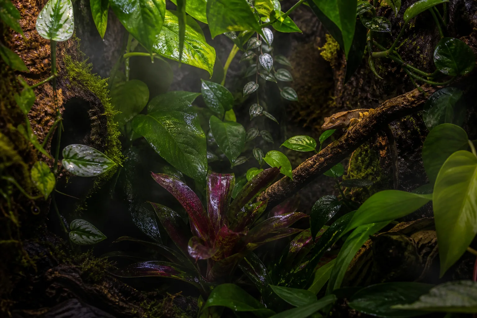 Lush planted terrarium with tropical plants and a small crested gecko